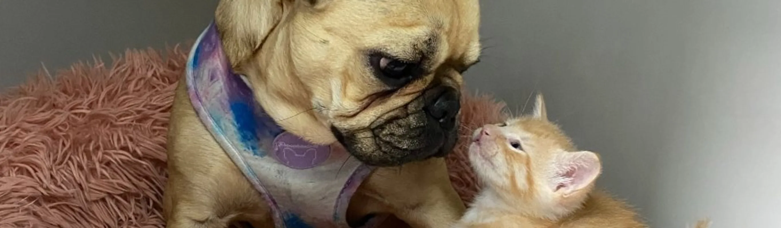 Puppy and kitten on fuzzy bed.